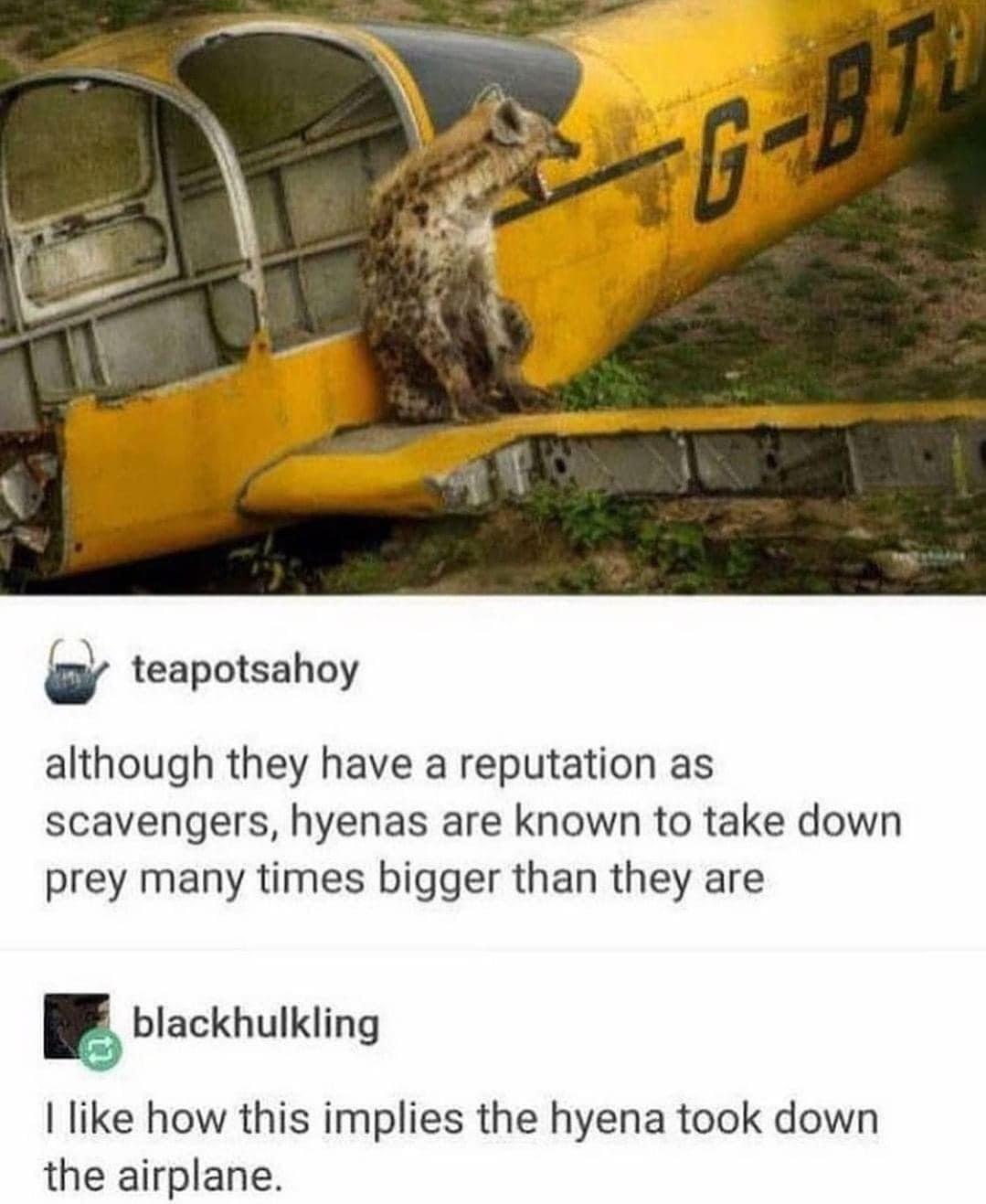 daily dose of pics and memes - posts plane - GBth teapotsahoy although they have a reputation as scavengers, hyenas are known to take down prey many times bigger than they are blackhulkling I how this implies the hyena took down the airplane.