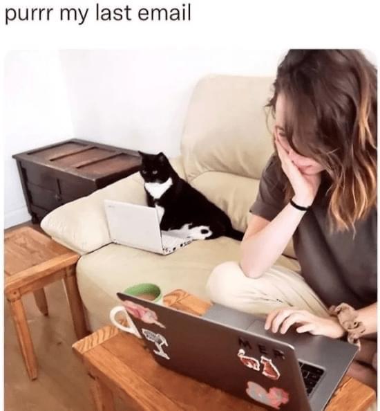 daily dose of pics and memes - table - purrr my last email