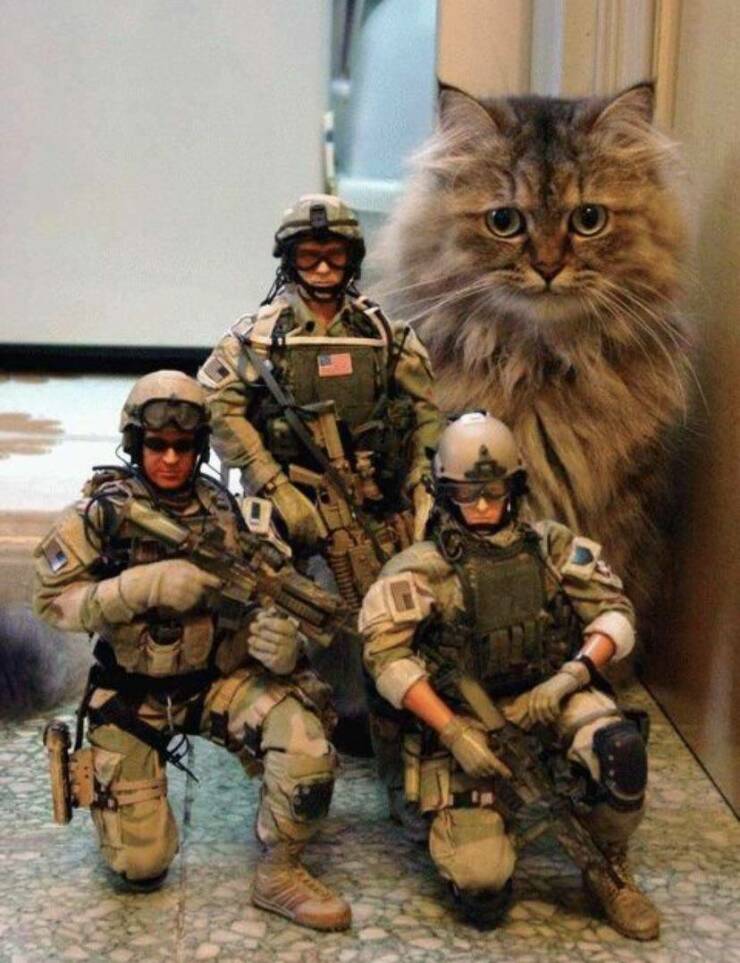 daily dose of pics and memes - army cat