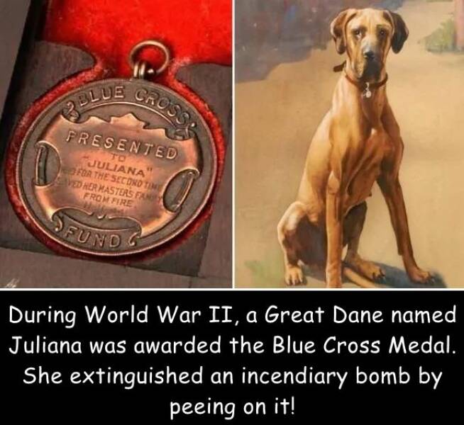 daily dose of pics and memes - blue cross medal juliana - Blue Cross Presented To Juliana For The Second Time Ved Her Masters Fan From Fire Fund 41 During World War Ii, a Great Dane named Juliana was awarded the Blue Cross Medal. She extinguished an incen