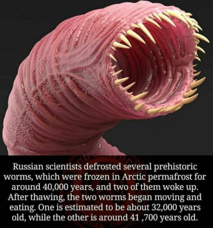 daily dose of pics and memes - russian scientist defrost worms - Russian scientists defrosted several prehistoric worms, which were frozen in Arctic permafrost for around 40,000 years, and two of them woke up. After thawing, the two worms began moving and