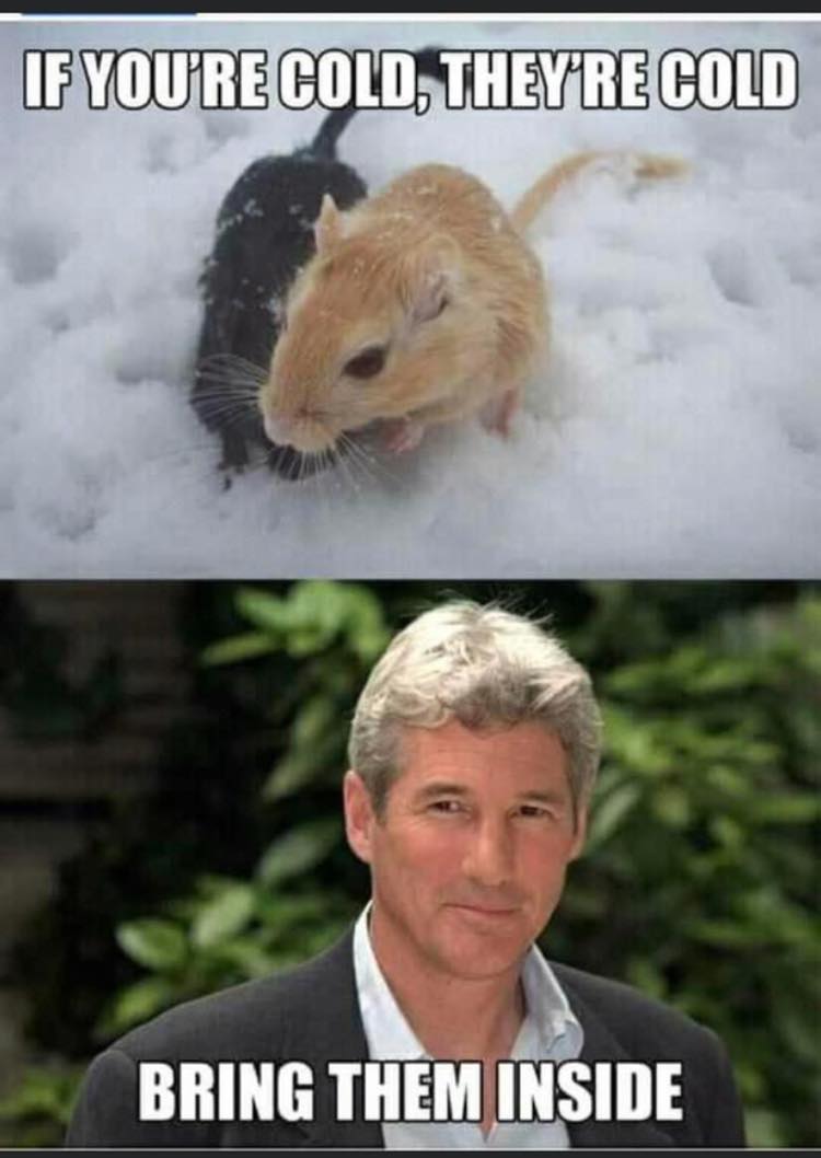 spicy memes for thirsty thursday  - richard gere - If You'Re Cold, They'Re Cold Bring Them Inside