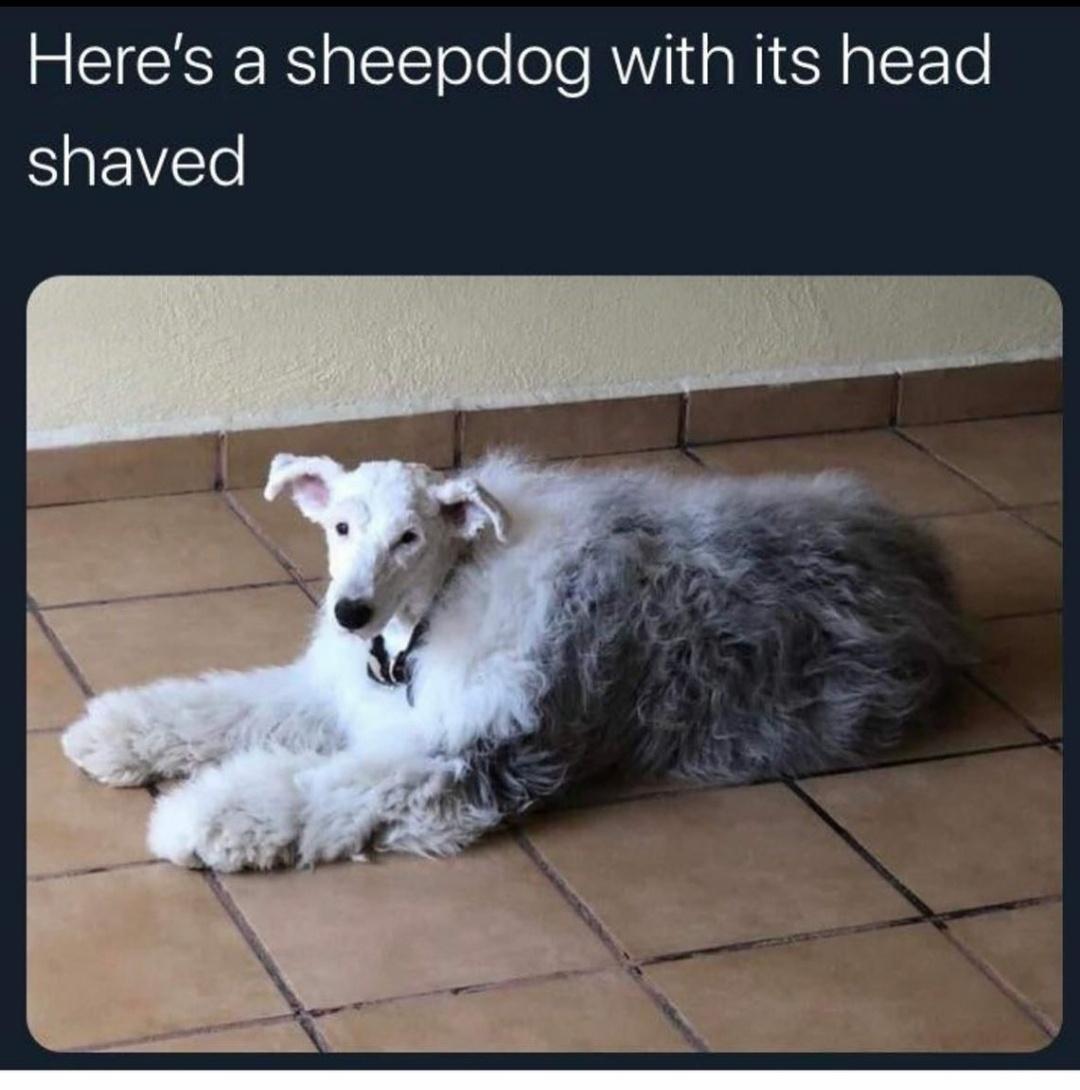 monday morning randomness - dog with shaved head - Here's a sheepdog with its head shaved