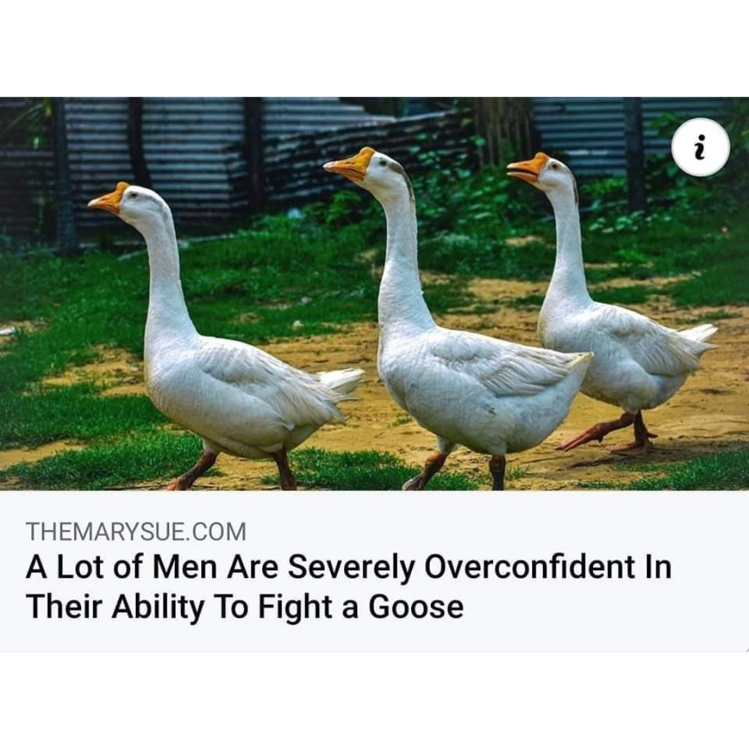 monday morning randomness - lot of men are overconfident in their ability to fight a goose - Themarysue.Com A Lot of Men Are Severely Overconfident In Their Ability To Fight a Goose i