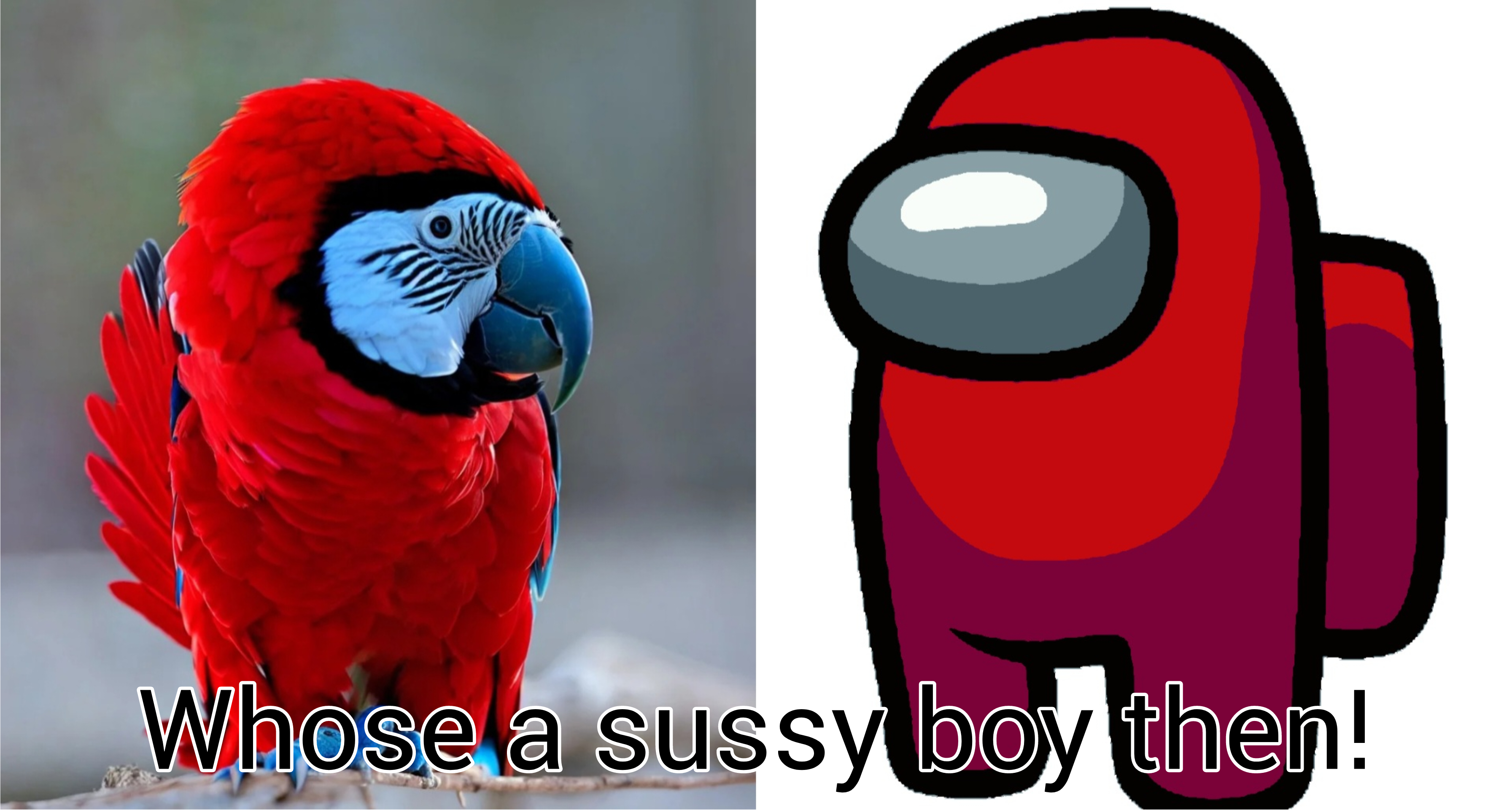 daily dose of randoms - macaw - a Whose a sussy boy then!