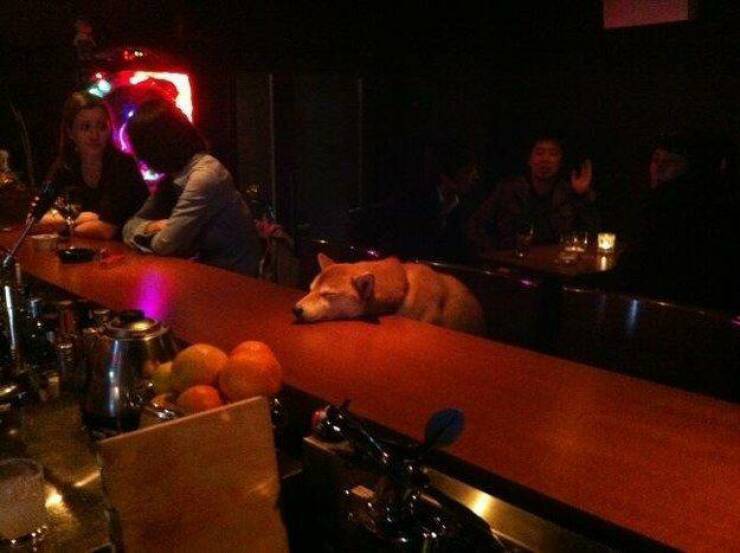 daily dose of randoms - doge at a bar