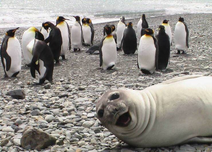 daily dose of randoms - seal photobomb penguins