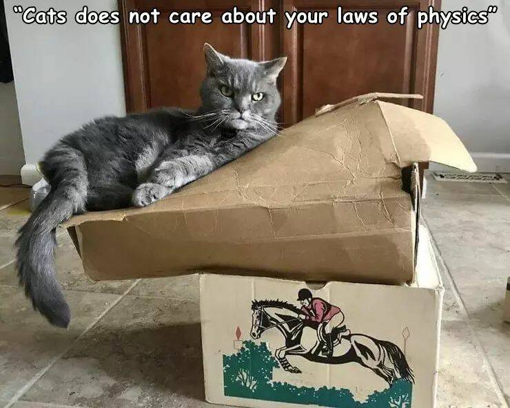 daily dose of pics and memes - "Cats does not care about your laws of physics"