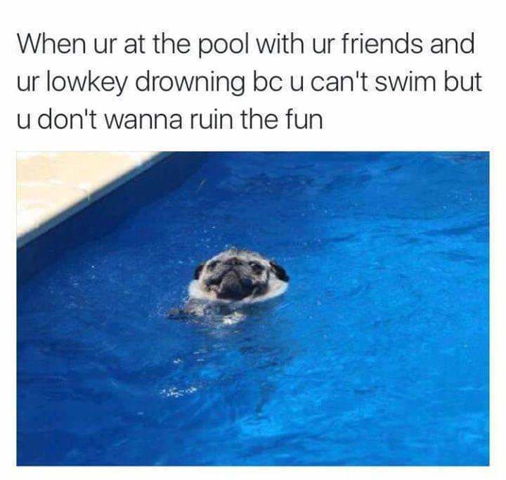 relatable memes - pug funny meme - When ur at the pool with ur friends and ur lowkey drowning bc u can't swim but u don't wanna ruin the fun