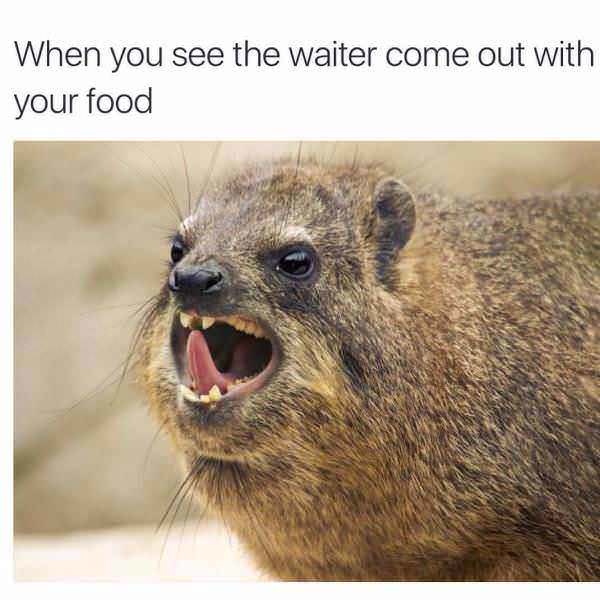 relatable memes - fauna - When you see the waiter come out with your food