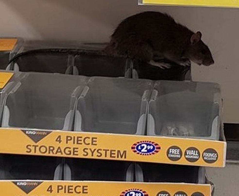 most disgusting workplace stories - rat in the store - Kingwann 4 Piece Storage System Kingwann A 4 Piece 4299 Free Wall Fooings Shading Mountars Bons Coce Shose