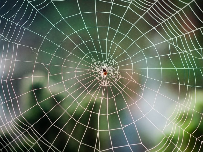 most disgusting workplace stories - spiral orb webs