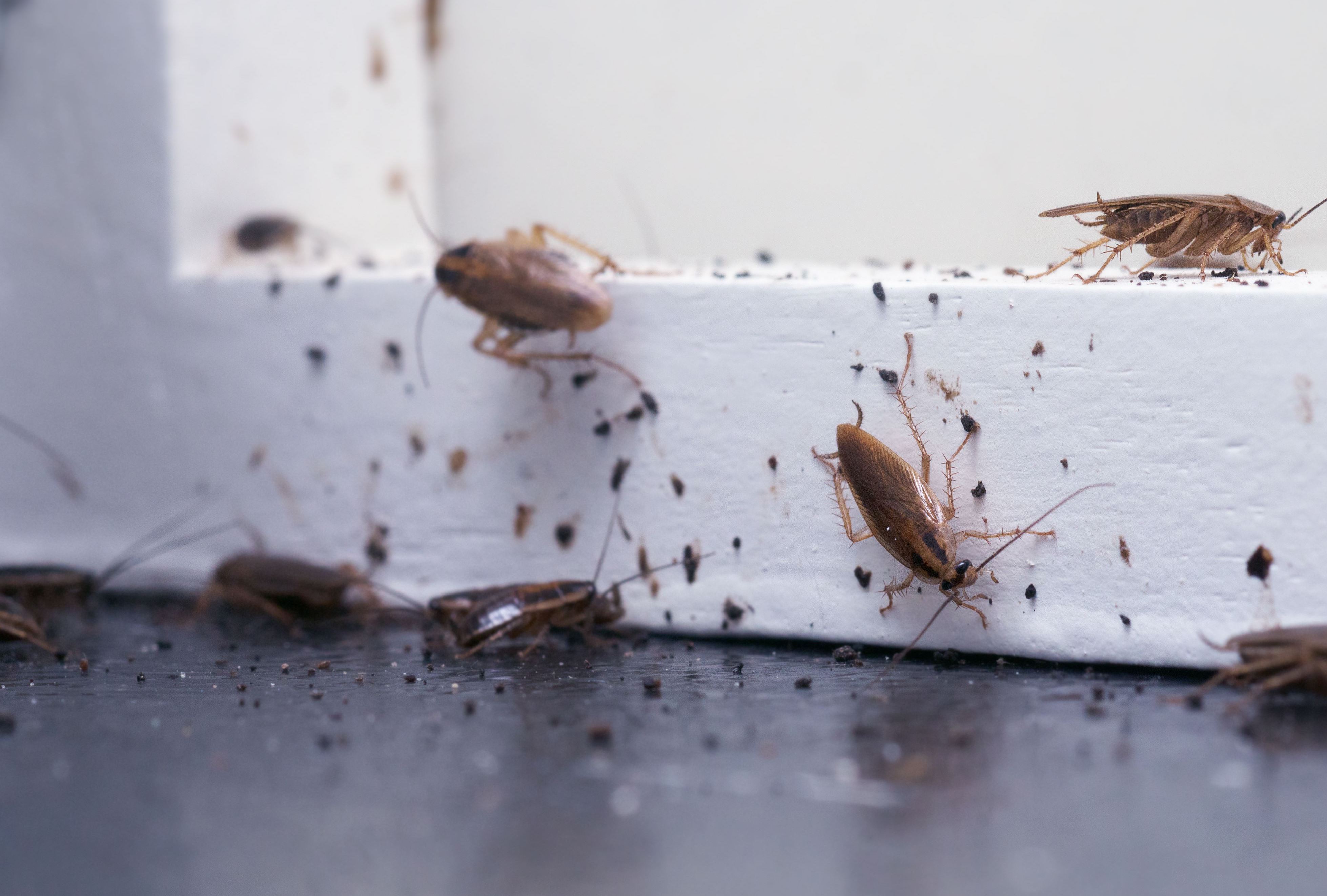 most disgusting workplace stories - american cockroach infestation