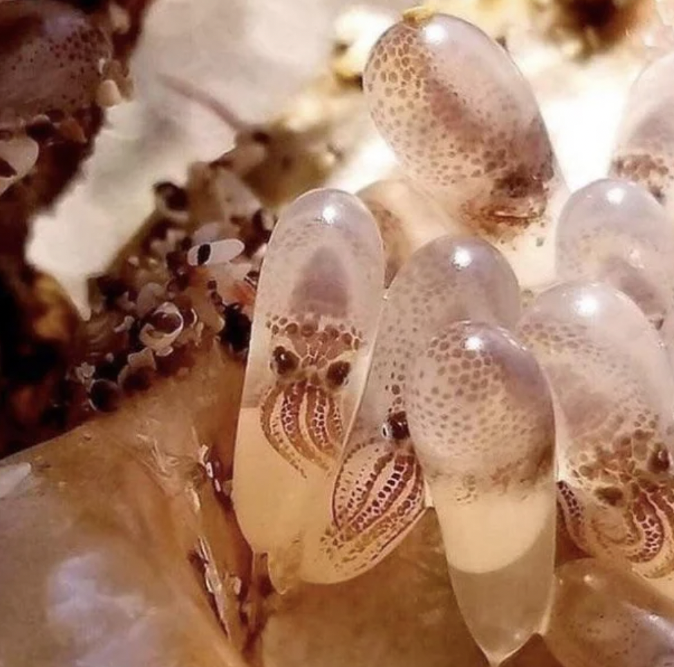 Baby octopuses before they have hatched, still inside the egg.