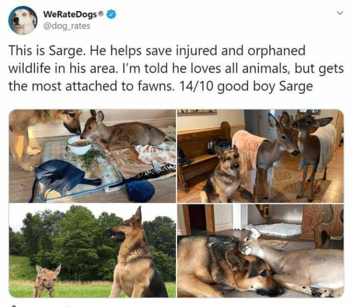 daily dose of pics - wholesome dog stories - WeRateDogs This is Sarge. He helps save injured and orphaned wildlife in his area. I'm told he loves all animals, but gets the most attached to fawns. 1410 good boy Sarge Veascaras