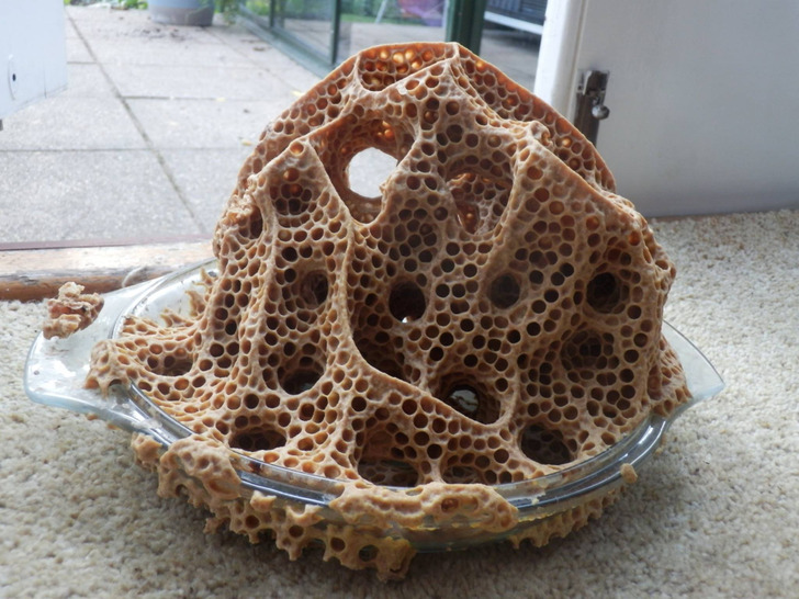 “A friend left a glass bowl outside, and a wasp nest happened to be nearby.”