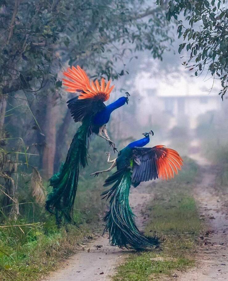 monday morning randomness - peacock fighting