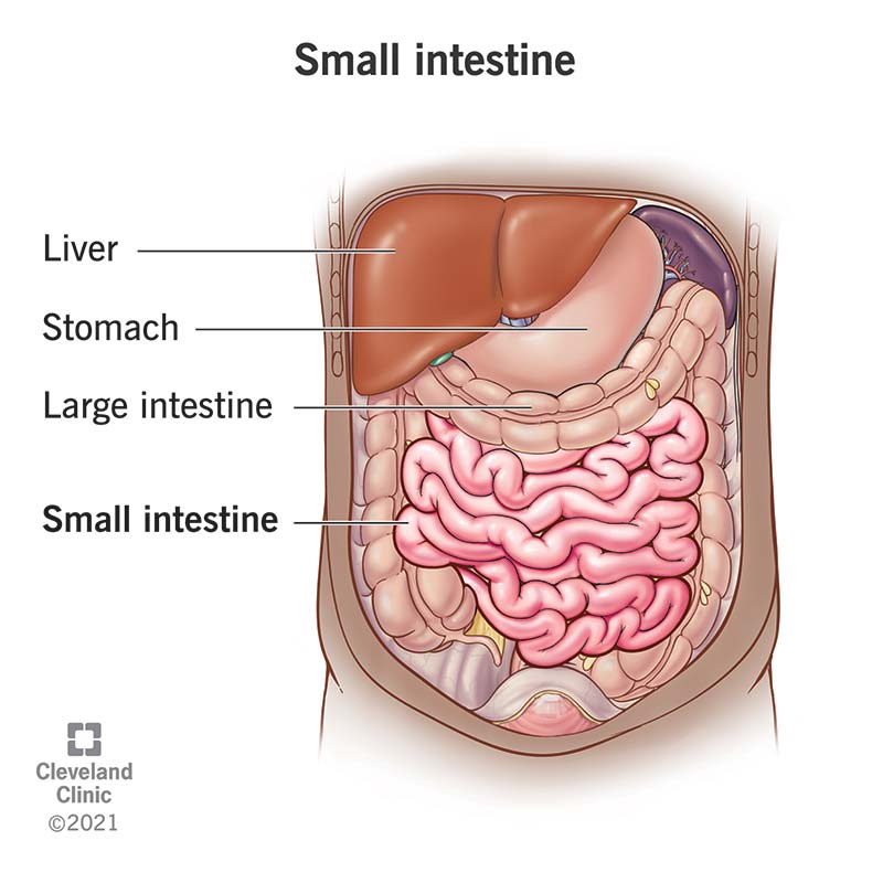 not so fun facts - can you live without the small intestine - Liver Stomach Large intestine Small intestine Cleveland Clinic 2021 Small intestine Ofer Q Tod O