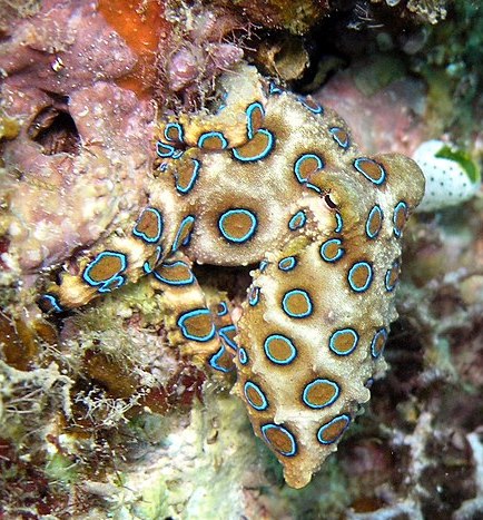 not so fun facts - blue ringed octopus trypophobia - Obs 83