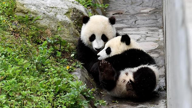 not so fun facts - giant panda
