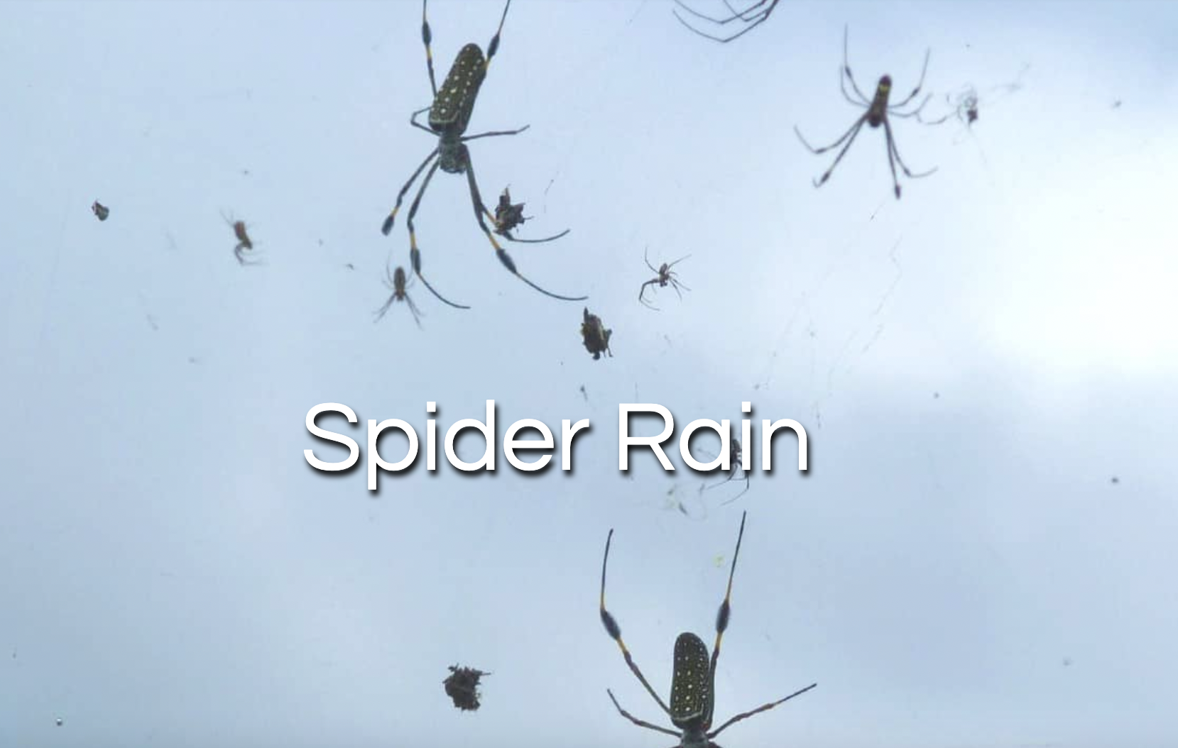 not so fun facts - fauna - Spider Rain