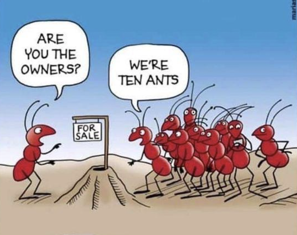 cartoon - Are You The Owners? For Sale We'Re Ten Ants marias