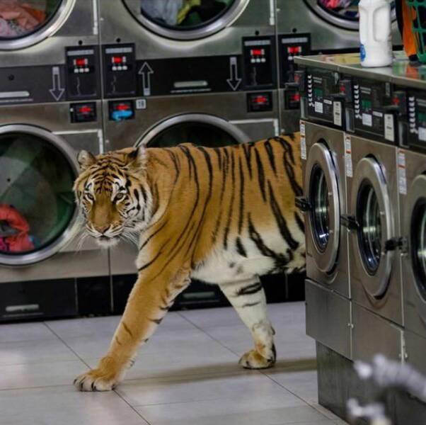 daily dose of random pics - tiger in laundromat - Frigide Wenyt