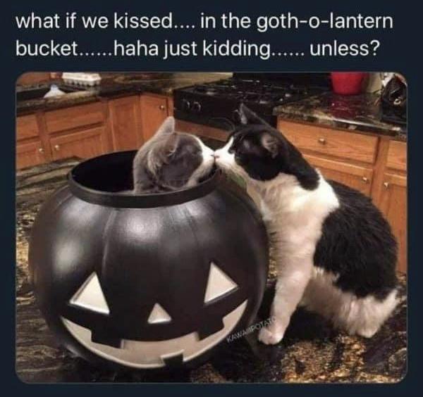 funny memes and pics - cat - what if we kissed.... in the gotholantern bucket......haha just kidding...... unless? Kawaipotato