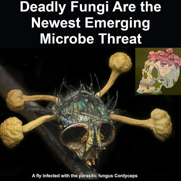 fascinating facts - Deadly Fungi Are the Newest Emerging Microbe Threat A fly infected with the parasitic fungus Cordyceps