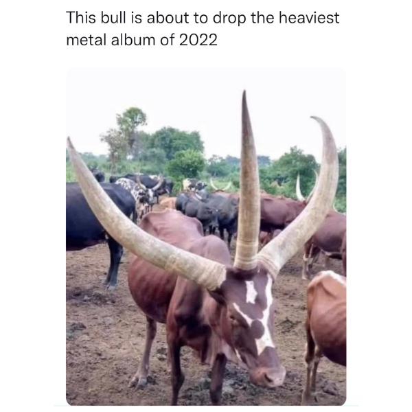 funny pics and memes - horn - This bull is about to drop the heaviest metal album of 2022