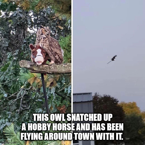 funny pics and memes - fauna - ingilip.com This Owl Snatched Up A Hobby Horse And Has Been Flying Around Town With It.
