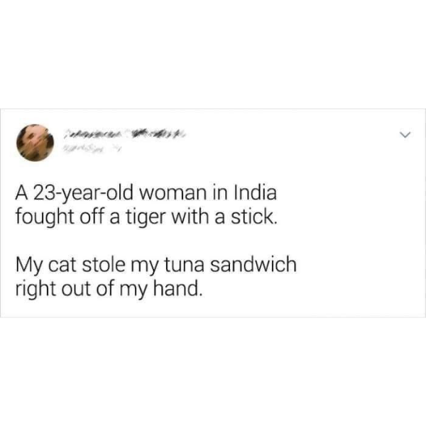 funny pics and memes - A 23yearold woman in India fought off a tiger with a stick. My cat stole my tuna sandwich right out of my hand.