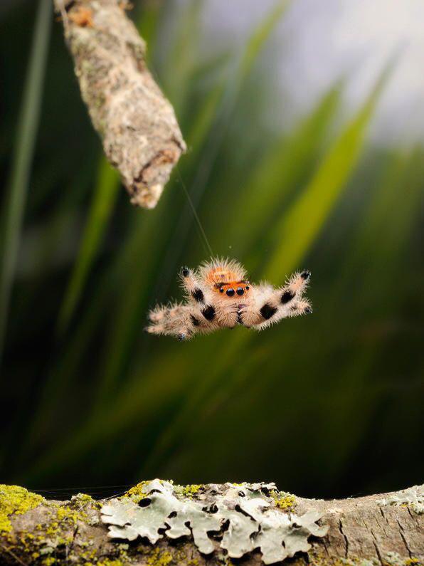 funny pics and memes - Jumping spiders