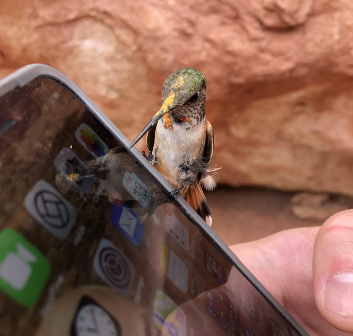 “A hummingbird chilled on my phone today.”