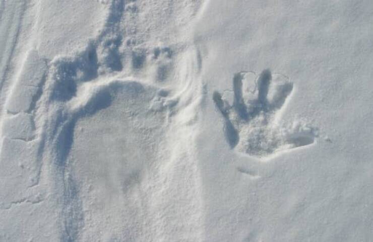 "This is what a polar bear's paw-print looks like compared to a human hand:"