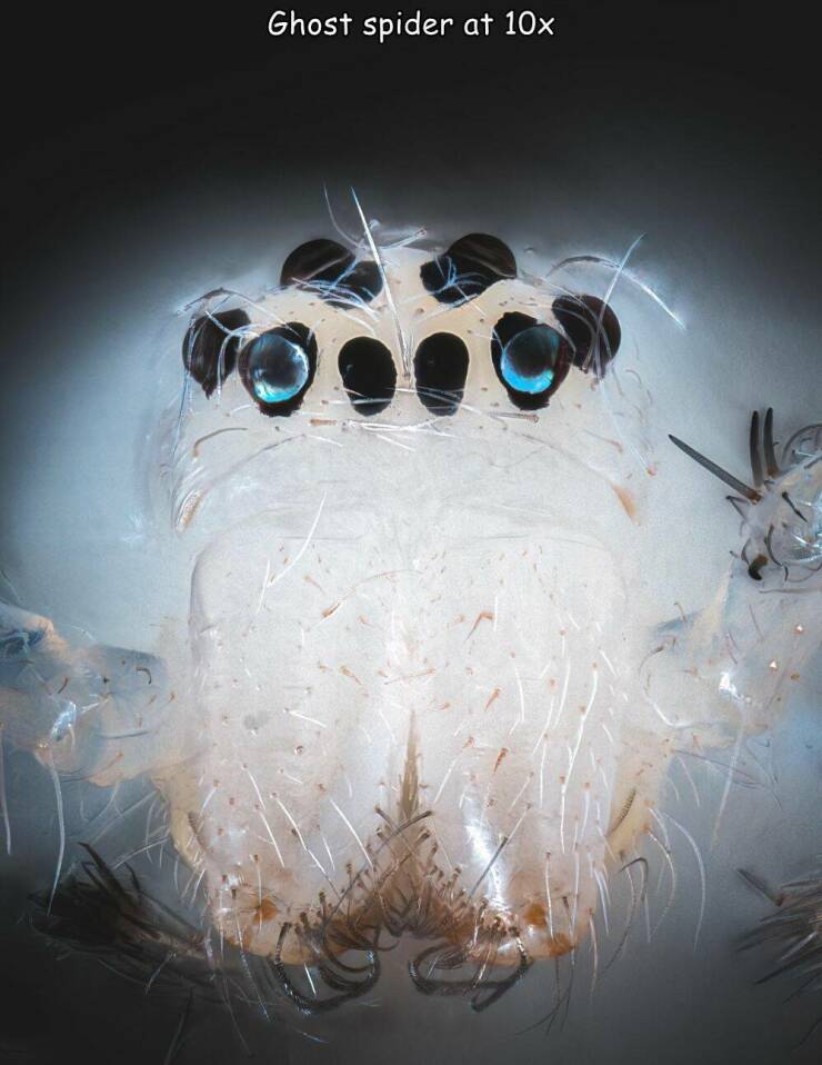 daily dose of pics and memes - computer wallpaper - Ghost spider at 10x To!!