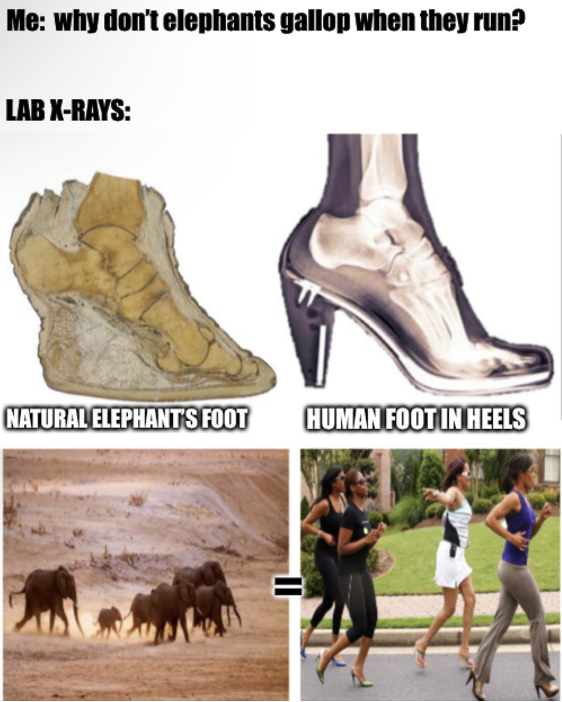 daily dose - elephant heels - Me why don't elephants gallop when they run? Lab XRays Natural Elephant'S Foot Human Foot In Heels