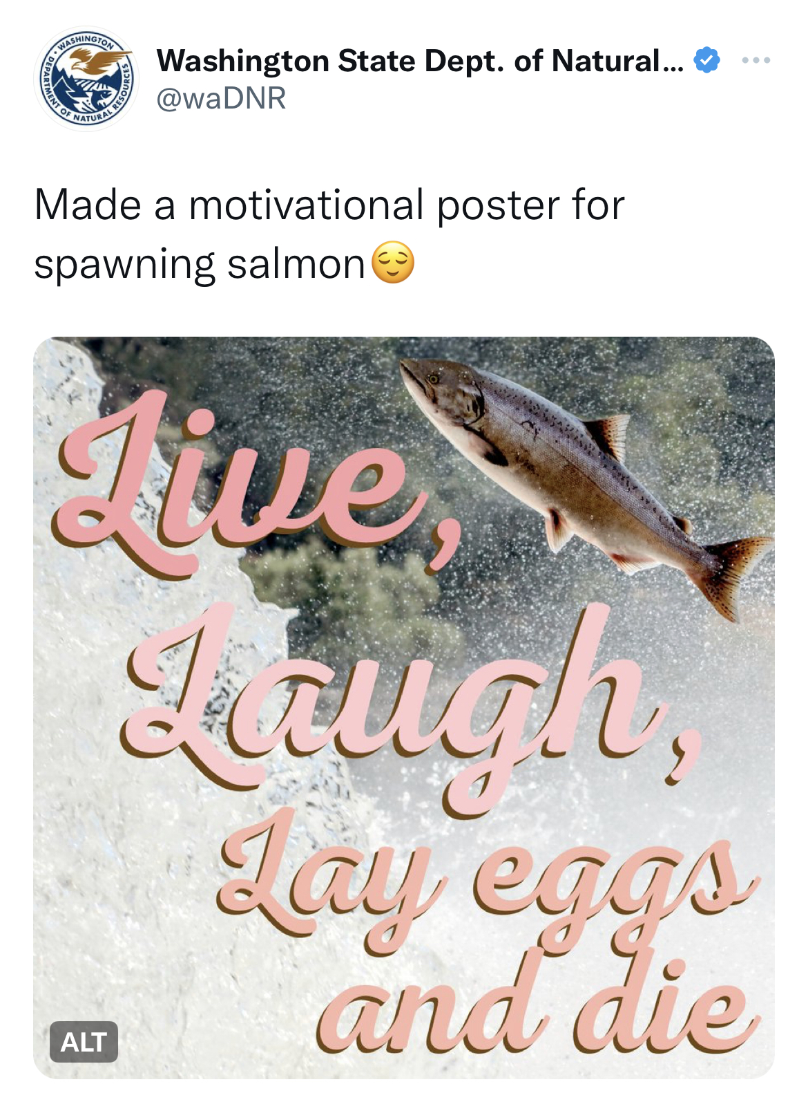 Washington Department of Natural Resources tweets - washington state department of natural resources twitter - Washington State Dept. of Natural... Made a motivational poster for spawning salmon Live Laugh Lay eggs and die Alt