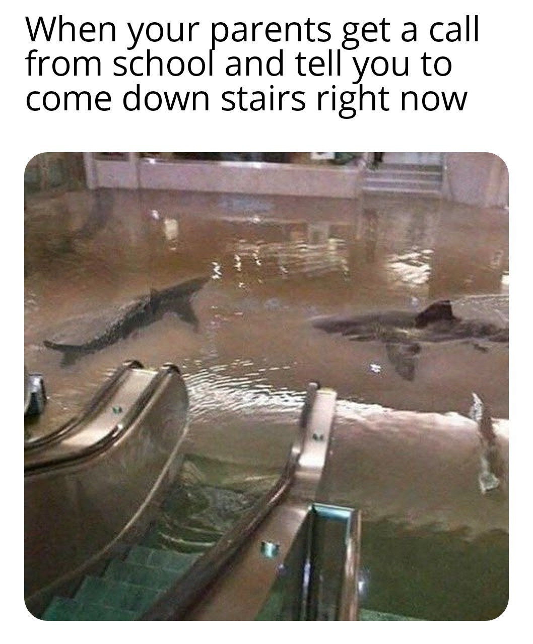 daily dose of memes - sharks on highway florida - When your parents get a call from school and tell you to come down stairs right now 2
