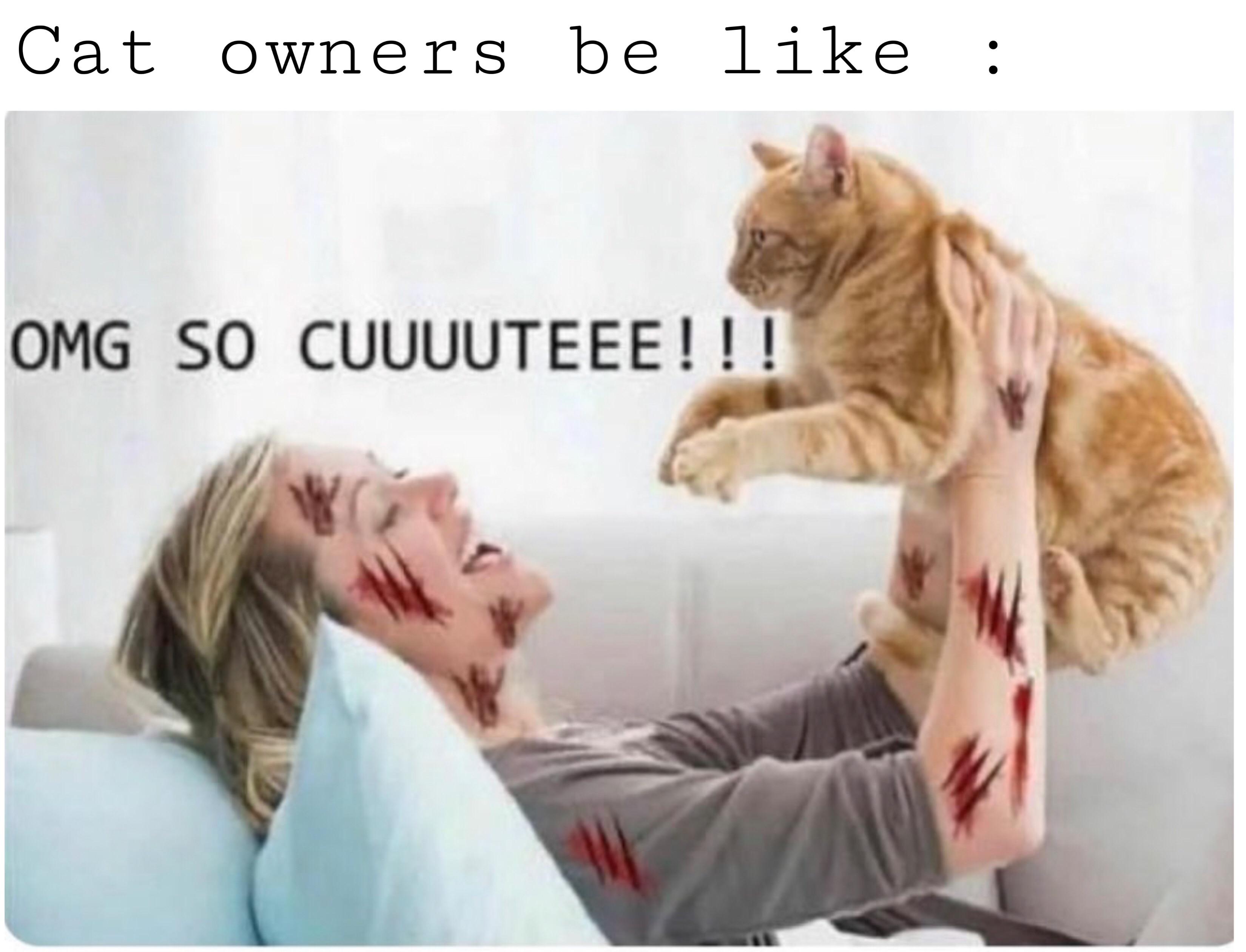 daily dose of memes - cat owners scratches - Cat owners be Omg So Cuuuuteee!!! Wo