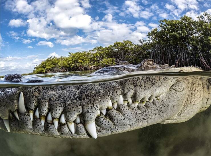 cool pics and funny photos - beautiful crocodile