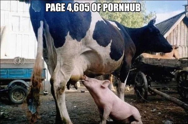 adult themed memes - Photograph - Page 4,605 Of Pornhub