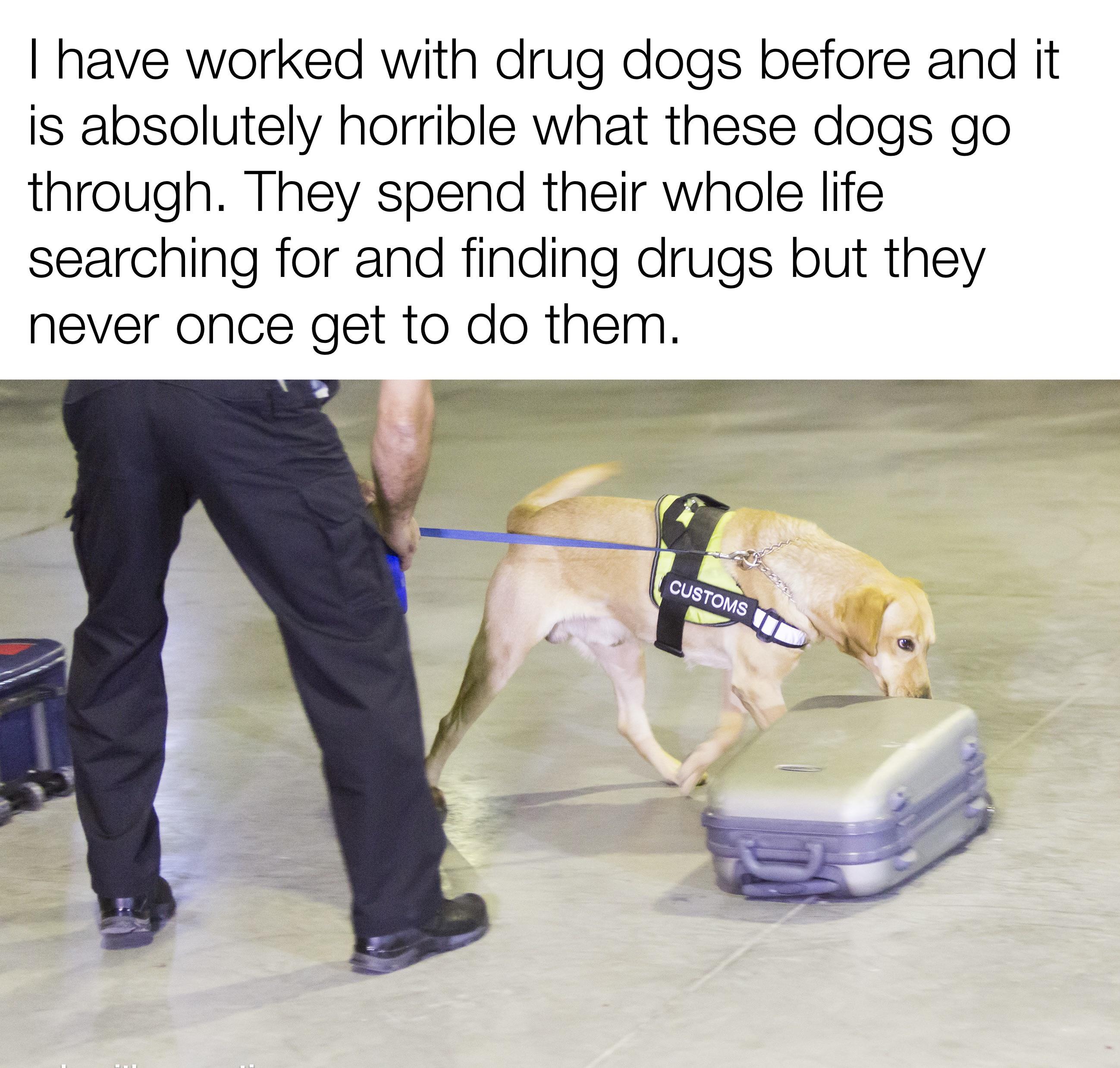 dank memes and funny pics - Dog - I have worked with drug dogs before and it is absolutely horrible what these dogs go through. They spend their whole life searching for and finding drugs but they never once get to do them. Customs