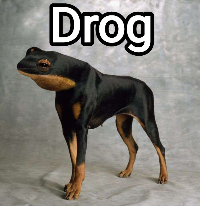 dank memes and funny pics - doggo froggo - Drog
