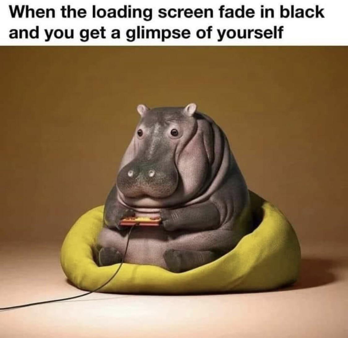 daily dose of pics and memes - hippo sitting on couch - When the loading screen fade in black and you get a glimpse of yourself