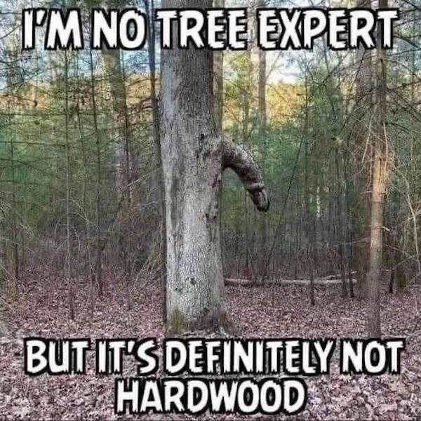 tree memes - I'M No Tree Expert But It'S Definitely Not Hardwood
