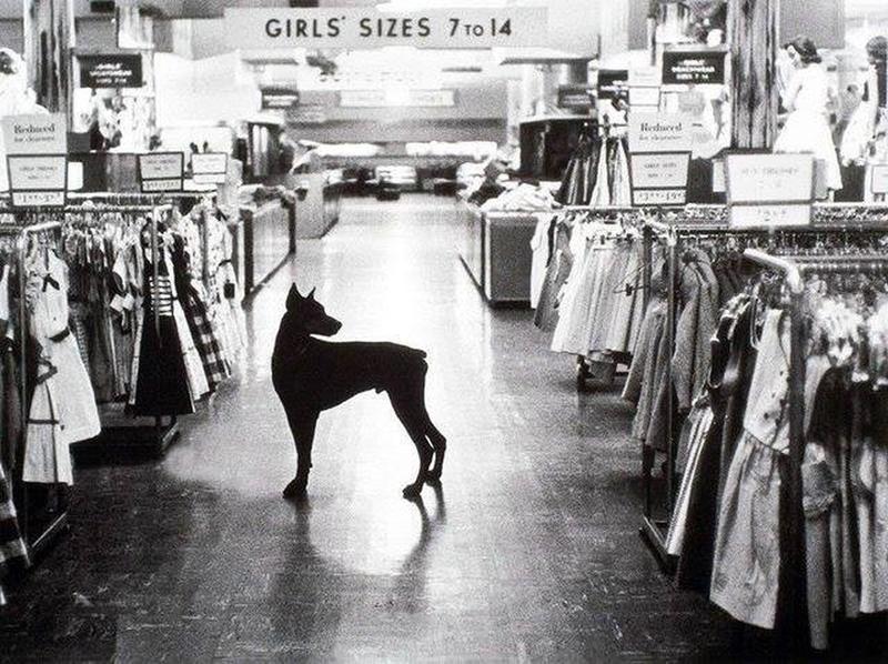 In 1954, Macy's had a night watchdog in NYC.