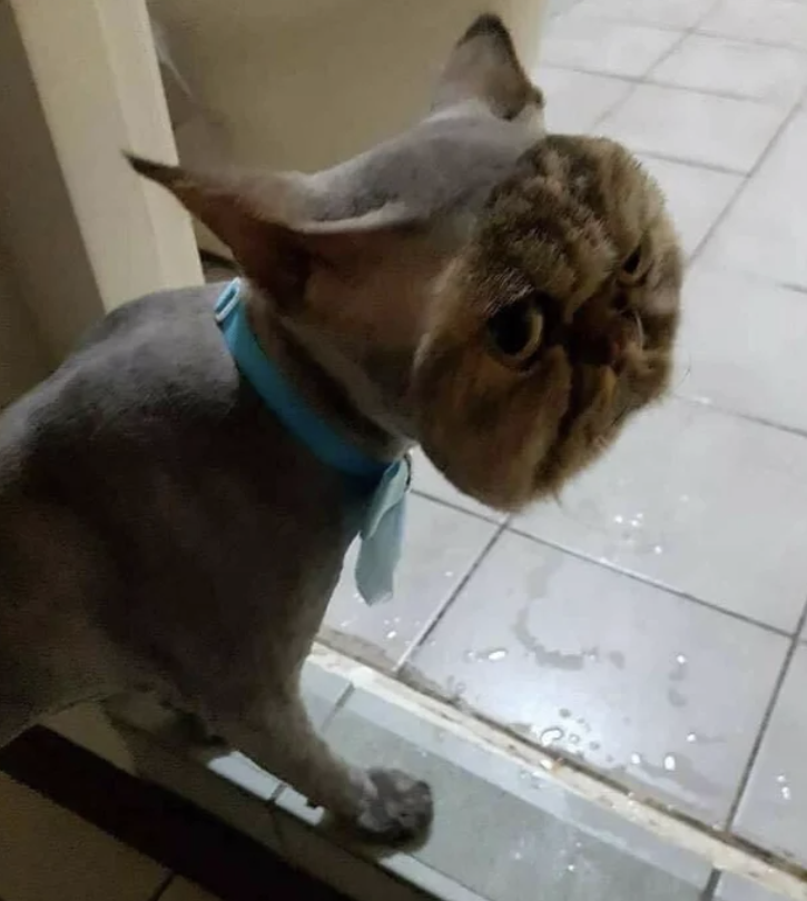 fascinating and terrifying photos - cat with bald head meme
