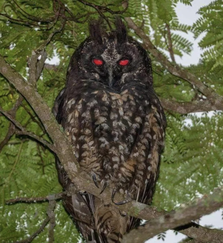The Stygian Owl, known for its devilish eyes.