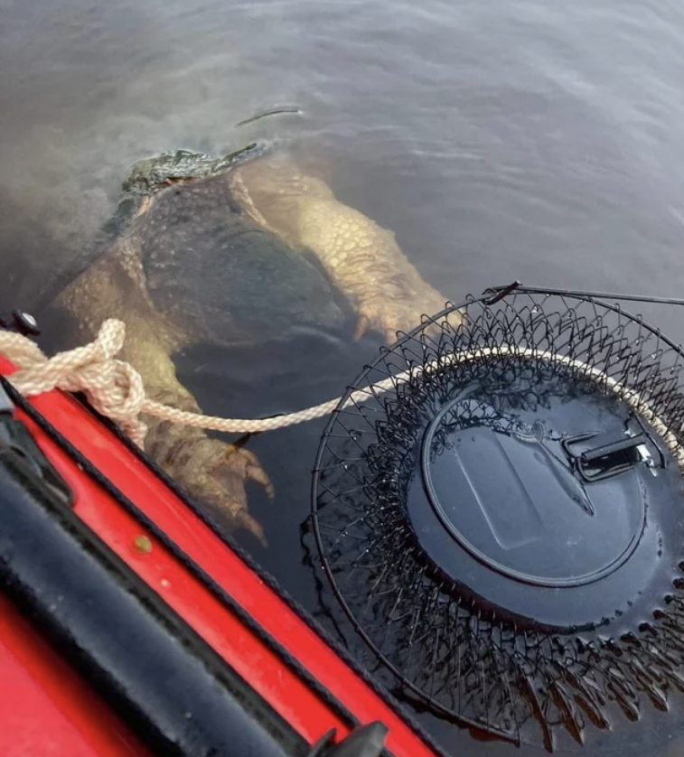 fascinating and terrifying photos - Common snapping turtle